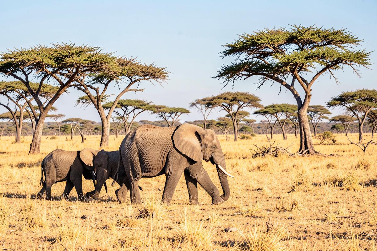 An elephant herd crossing dry savanna in winter