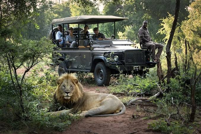 A lion resting on dry ground with a safari vehicle and passengers behind it